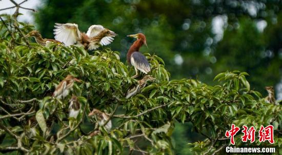 【江西是个好地方——爱在新余】生态美群鸟归 江西鹭鸟园引大批鸟儿栖息筑巢
