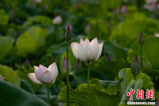 【江西是个好地方——爱在新余】航拍江西仙女湖百亩荷塘开启赏花模式