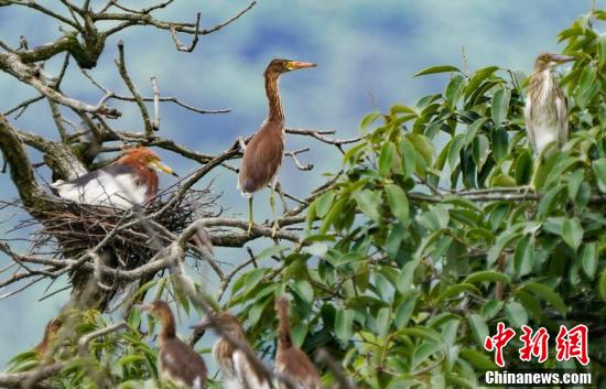 【江西是个好地方——爱在新余】生态美群鸟归 江西鹭鸟园引大批鸟儿栖息筑巢